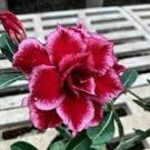 2 Pcs 'Rosemarie' Dark Red Desert Rose Adenium Obesum Seeds 2 Pcs 'Rosemarie' Dark Red Desert Rose Adenium Obesum Seeds