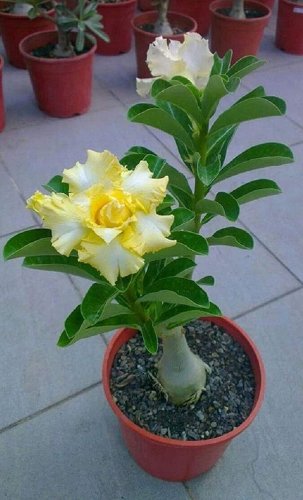 2 Pcs 'Huangmao' Yellow Desert Rose Seeds