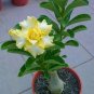 2 Pcs 'Huangmao' Yellow Desert Rose Seeds