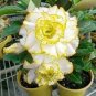 2 Pcs 'Huangmao' Yellow Desert Rose Seeds
