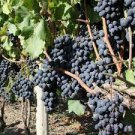 15 Pcs Rare French Cabernet Sauvignon Grape Bush Organic Seeds