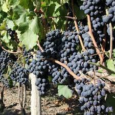 15 Pcs Rare French Cabernet Sauvignon Grape Bush Organic Seeds