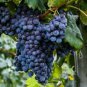 15 Pcs Rare French Cabernet Sauvignon Grape Bush Organic Seeds