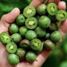 30 Pcs Heirloom Cocktail Miniature Kiwi Kiwiberry Berry Hardy Actinidia Arguta Fruit 30 Pcs Heirloom Cocktail Miniature Kiwi Kiwiberry Berry Hardy Actinidia Arguta Fruit