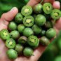 30 Pcs Heirloom Cocktail Miniature Kiwi Kiwiberry Berry Hardy Actinidia Arguta Fruit