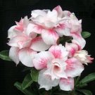 2 Pcs Heirloom Light Pink Aniumde Obesum Desert Rose