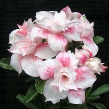 2 Pcs Heirloom Light Pink Aniumde Obesum Desert Rose