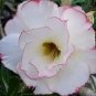 2 Pcs Heirloom Light Pink Aniumde Obesum Desert Rose