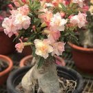 2 Pcs Middle Colorful Grafting Adenium Obesum Desert Rose Seeds 2 Pcs Middle Colorful Grafting Adenium Obesum Desert Rose Seeds