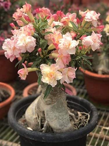 2 Pcs Middle Colorful Grafting Adenium Obesum Desert Rose Seeds