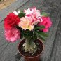 2 Pcs Middle Colorful Grafting Adenium Obesum Desert Rose Seeds