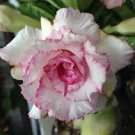 2 Pcs Small 'Carnation' Typed Adenium Obesum Desert Rose Seeds 2 Pcs Small 'Carnation' Typed Adenium Obesum Desert Rose Seeds
