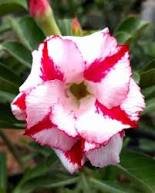 2 Pcs Light Yellow White Adenium Obesum Desert Rose with Red Strip