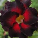 2 Pcs Imported 'Fire Lady' Black Red Desert Rose Adenium