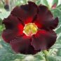 2 Pcs Imported 'Fire Lady' Black Red Desert Rose Adenium