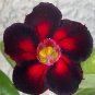 2 Pcs Imported 'Fire Lady' Black Red Desert Rose Adenium