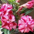 2 Pcs Heirloom 'Color Butterfly' Desert Rose White Red Adenium