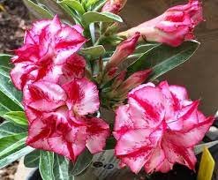 2 Pcs Heirloom 'Color Butterfly' Desert Rose White Red Adenium