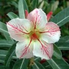 2 Pcs Heirloom Pink Desert Rose Adenium with Yellow Eye