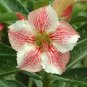 2 Pcs Heirloom Pink Desert Rose Adenium with Yellow Eye