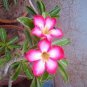 2 Pcs Heirloom Pink Desert Rose Adenium