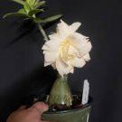 2 Pcs 'Golden Satisfaction' Adenium Desert Rose