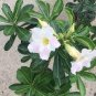 2 Pcs 'Golden Satisfaction' Adenium Desert Rose