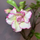 2 Pcs 'Orange Daffodils' Adenium Desert Rose