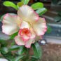 2 Pcs 'Orange Daffodils' Adenium Desert Rose