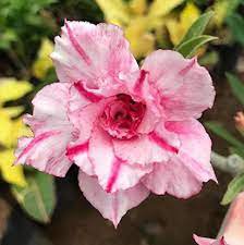 2 Pcs 'Oscar Pink Lily' Adenium Desert Rose