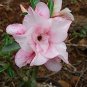 2 Pcs 'Oscar Pink Lily' Adenium Desert Rose