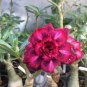 2 Pcs 'Black Peacock' Adenium Desert Rose