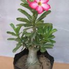 2 Pcs 'Creamy Rose' Adenium Desert Rose
