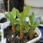 2 Pcs 'Creamy Rose' Adenium Desert Rose