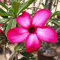 2 Pcs 'Creamy Rose' Adenium Desert Rose