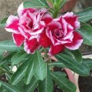 2 Pcs 'Chansonette' Adenium Desert Rose
