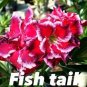 2 Pcs 'Chansonette' Adenium Desert Rose