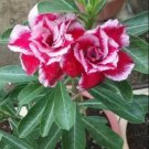 2 Pcs 'Red Cherry' Adenium Desert Rose 2 Pcs 'Red Cherry' Adenium Desert Rose