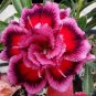 2 Pcs 'Red Cherry' Adenium Desert Rose