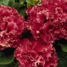 200 Pcs Red Double Valentine Pelleted Petunia Seeds 200 Pcs Red Double Valentine Pelleted Petunia Seeds