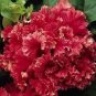 200 Pcs Red Double Valentine Pelleted Petunia Seeds