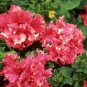 200 Pcs Red Double Valentine Pelleted Petunia Seeds
