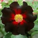 2 Pcs Rare 'Black Eyes' Double Adenium Desert Rose Seeds 2 Pcs Rare 'Black Eyes' Double Adenium Desert Rose Seeds