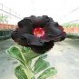 2 Pcs Rare 'Black Eyes' Double Adenium Desert Rose Seeds