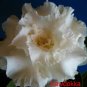 2 Pcs Rare Adenium Seeds