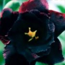 2 Pcs Imported 'Black Swan' Adenium Desert rose