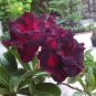 2 Pcs Imported 'Black Swan' Adenium Desert rose