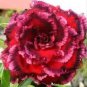 2 Pcs Imported 'Black Swan' Adenium Desert rose