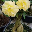 2 Pcs Rare 'thin yellow elves' Adenium Desert rose 2 Pcs Rare 'thin yellow elves' Adenium Desert rose
