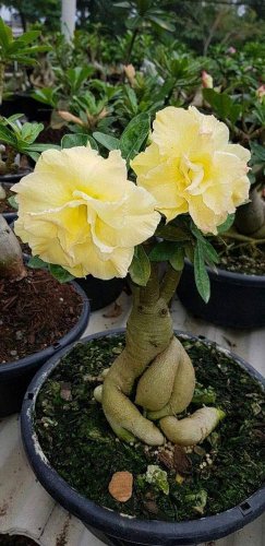 2 Pcs Rare 'thin yellow elves' Adenium Desert rose